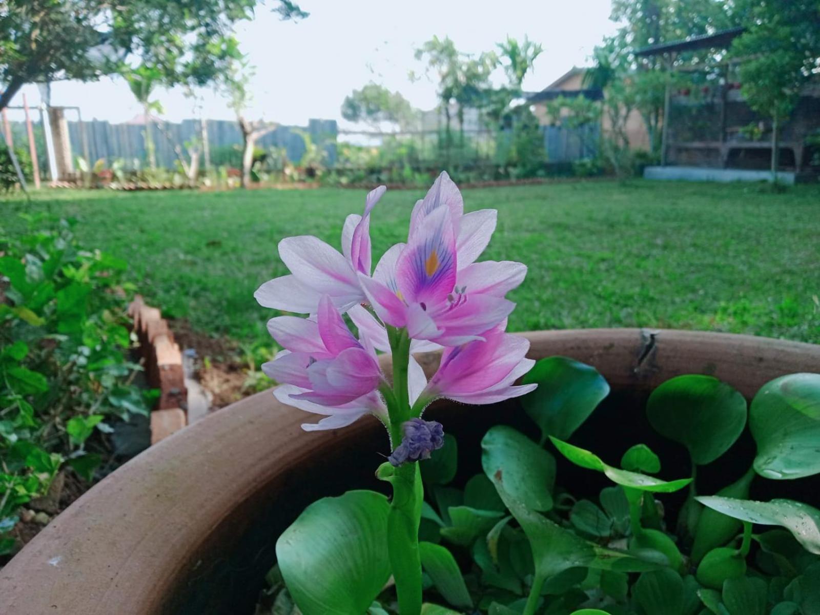 Bua Guest House Medan Kültér fotó