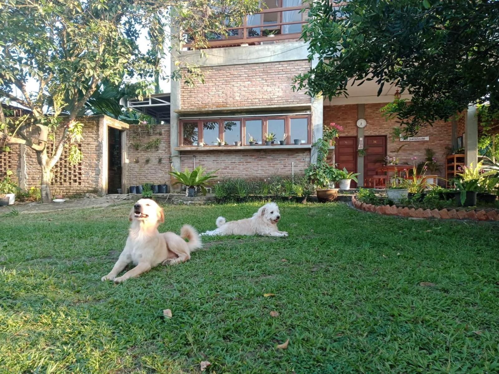 Bua Guest House Medan Kültér fotó