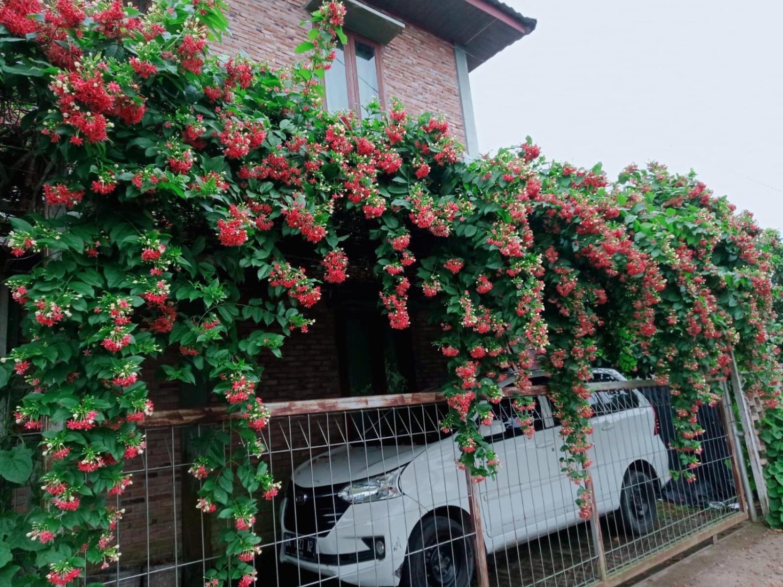 Bua Guest House Medan Kültér fotó
